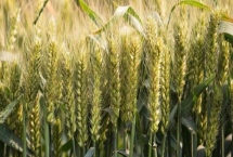 华垦麦23小麦种子特征介绍，全生育期226.7天