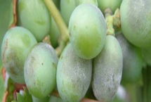 葡萄白粉病的症状及防治方式，常表现为叶片卷缩、叶脉变黑等