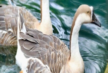 农村养1000只鹅的成本，利润可观