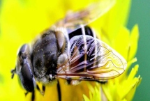 介王不围王笼了可以放王吗，是工蜂排斥新蜂王的表现