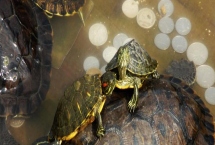 巴西龟害怕的表现，最明显的表现就是缩到龟壳中