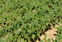 贡夏豆15大豆种子特征介绍，花荚期注意防治豆荚螟及鼠害