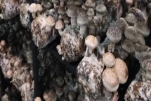 香菇的品种，常见以下9种