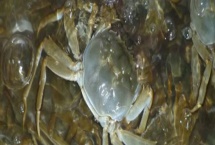 河蟹如何越冬，条件允许的情况下应该要注水2-3次