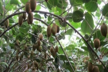 猕猴桃的夏季管理技术,夏季施肥应少许多次