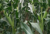 中正56玉米品种的特性,在适应区4月30日左右播种