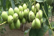 核桃树几年才能结果,实生苗需要5-10年