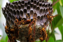 马蜂报复的原理，依靠信息素标记入侵者并引导蜂群攻击