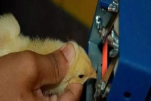 雏鸡断喙的方法，在刚出壳或一周后进行