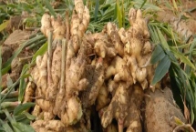 大姜死棵严重怎么防治，可采取培土、杀菌、施肥等措施