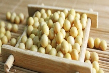 神州豆6号大豆种子特征介绍，适宜密度