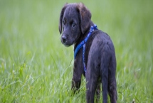 宠物狗有哪些常见的皮肤病，有真菌性皮肤病、螨虫类皮肤病等