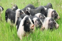 我国猪的品种有哪些，不同品种适合不同地区养殖