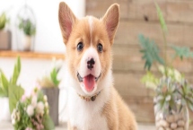 小狗拉肚子的原因，可能是喂养错误或得了肠胃病