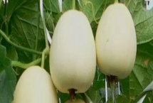 甜瓜品种推荐，这四种种的较多