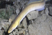 鳗鱼买回来可以存活多长时间，养护得当时寿命能达到几十年