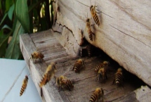 蜜蜂越冬最适温度是多少，最适温度是-2-8℃