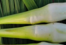 茭白怎么种植才能高产，关键是要进行水旱轮作