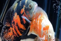 地图鱼耗氧量大不大，消耗量比其它鱼类要大