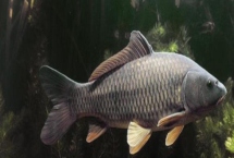 鲤鱼如何分公母，推荐四个简单又实用的技巧