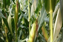 申科糯602玉米种子特征特性，后期重点防治玉米螟的危害