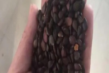 山梨种子怎么挑选，选择外观好、颗粒饱满且无虫眼的种子