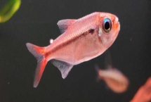 灯鱼简介，是一种热带观赏鱼