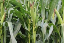R400玉米种子产量特性，4月中下旬播种