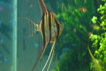 神仙鱼是热带鱼吗，属于热带鱼的一种