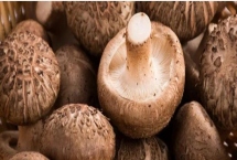 秋季香菇管理办法，接种后应立刻转移到发菌室
