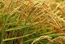 隆晶优1199水稻品种特性，每亩插足基本苗6万以上