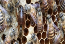 养殖阿坝中蜂如何进行高效管理，夏季要在蜂箱上面搭棚遮阳