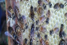 介王时蜂王可以关多久,可以关1-2天