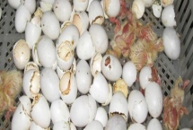 鸽子冬天最多孵化几天，最多可以孵化二十天左右