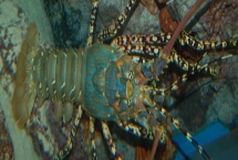 锦绣龙虾的产地，在我国主产于南海等海域