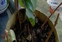 爬山虎的种植方法，硬枝扦插于3-4月进行