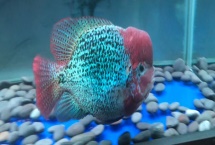 罗汉鱼对氧气要求大吗，需求量是比较高的