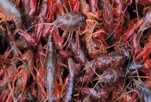 龙虾的养殖方法，首先需要对池塘消毒