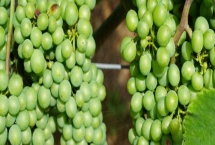 葡萄霜霉病和白粉病如何区分，发病时间完全不同