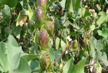 中棉所99001棉花品种特性，草害防治