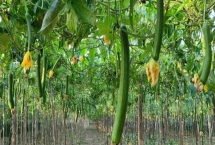 丝瓜高产方法，傍晚授粉可提高坐果率