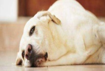 狗狗食欲不振的原因，可能是生病了