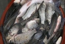 钓鲫鱼实用技巧，一年四季都可以作钓