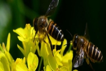 急造王台过多久可以出蜂王，一般需要10-12天左右