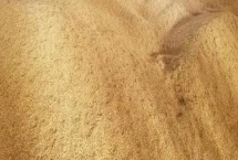 稻谷堆温度过高会怎样，会产生霉变，甚至是发芽霉烂