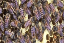 杀死蜂王会怎么样，会将工蜂幼虫改造成王台来育王