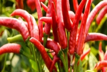 辣椒落花落叶怎么办,首先应选用抗逆性强品种