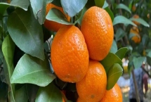 沙糖桔的生长环境，高温不利于沙糖桔的生长发育