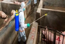 猪舍消毒后多久可以进猪，进场时间要以使用的消毒剂为参照