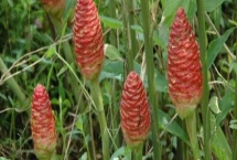 红球姜的亩产量，浇水过多容易减产